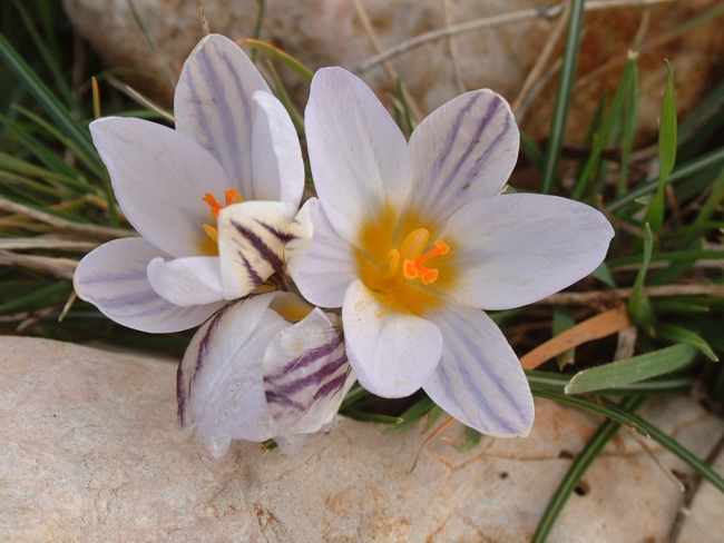 Romulea bulbocodium e Crocus biflorus